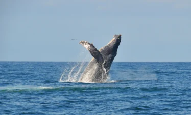Avistamiento de Ballenas
